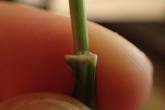 Eragrostis japonica