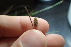 Eleocharis tuberculosa