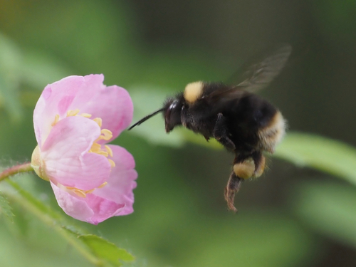 Western Bumble Bee photo 5