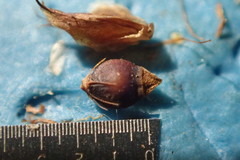 Rhynchospora fascicularis