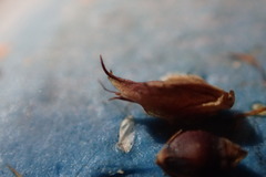 Rhynchospora fascicularis