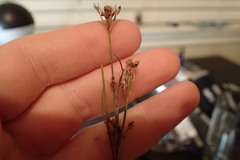 Rhynchospora recognita