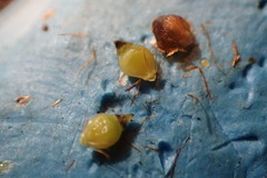 Rhynchospora recognita