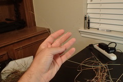 Digitaria filiformis