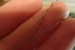 Digitaria filiformis