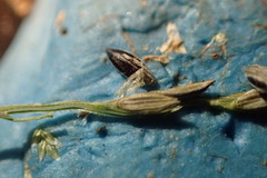 Digitaria filiformis