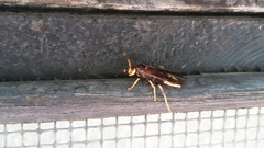 Polistes comanchus navajoe