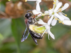 Callomelitta littleri