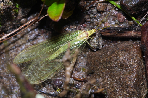 Leucochrysa erminea