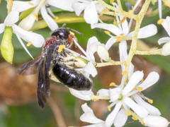 Callomelitta littleri