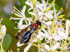 Callomelitta littleri