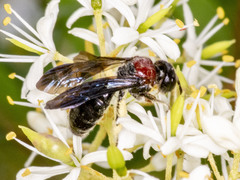 Callomelitta littleri