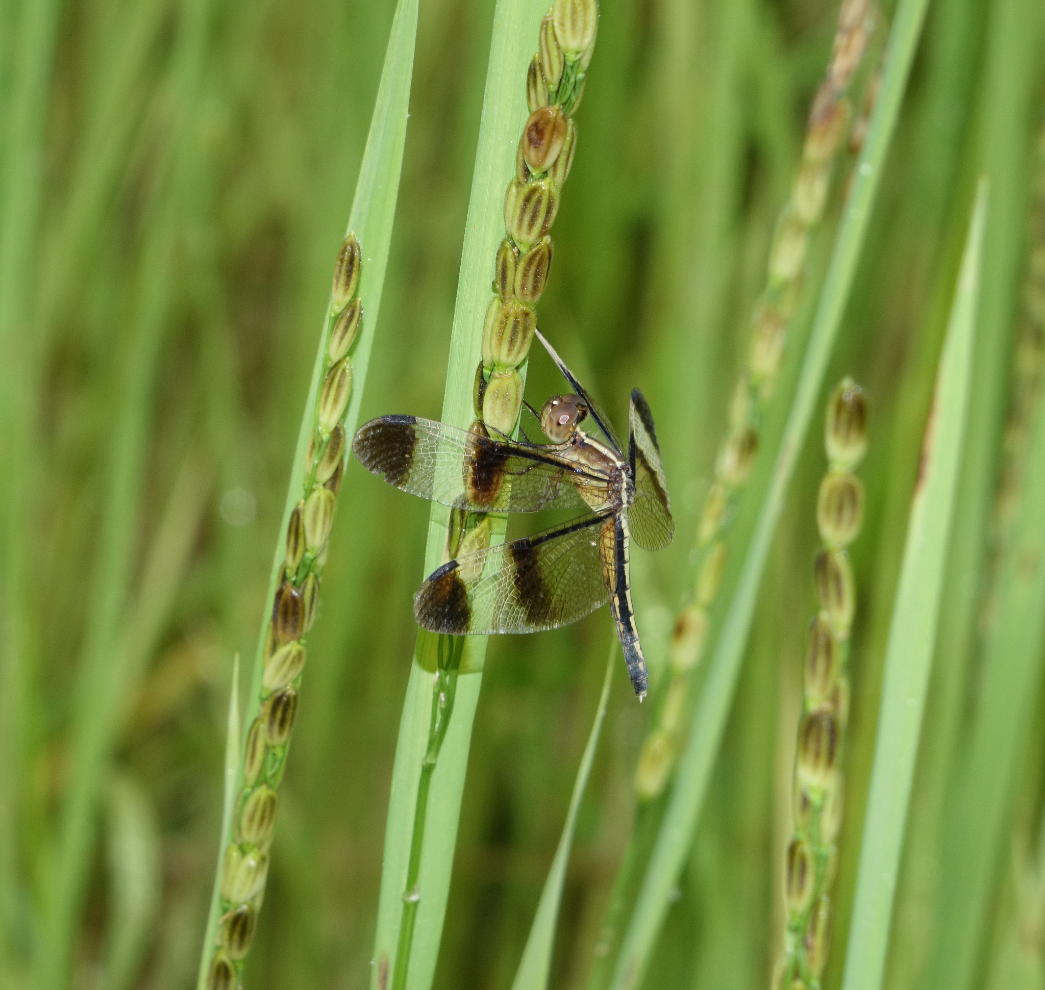 Pied Paddy Skimmer
