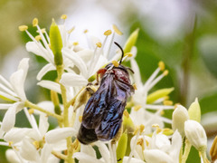 Callomelitta littleri
