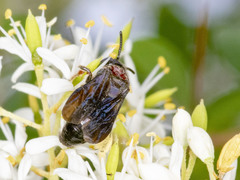 Callomelitta littleri
