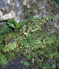 Epilobium nummulariifolium