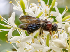 Callomelitta littleri
