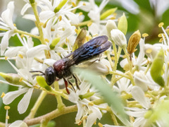 Callomelitta littleri