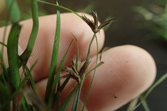 Juncus repens