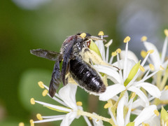 Callomelitta littleri