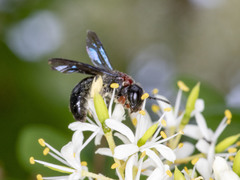 Callomelitta littleri