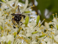 Callomelitta littleri