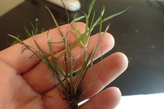 Juncus repens