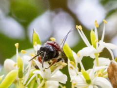 Callomelitta littleri