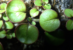 Epilobium nummulariifolium