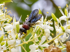 Callomelitta littleri
