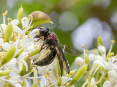 Callomelitta littleri