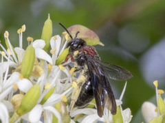 Callomelitta littleri