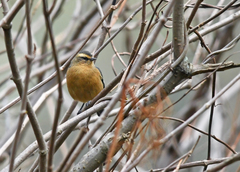 Conirostrum cinereum