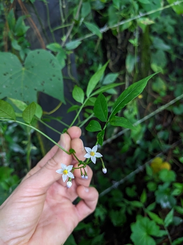 Solanum appendiculatum
