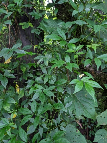 Solanum appendiculatum, photograph 3