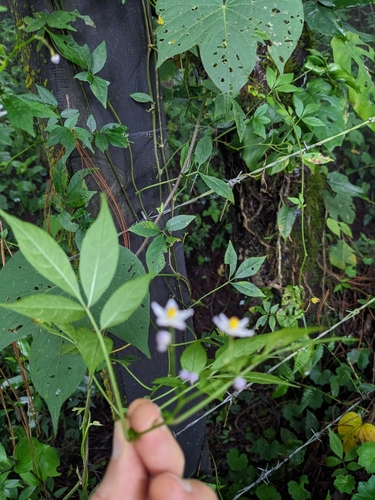 Solanum appendiculatum, photograph 4
