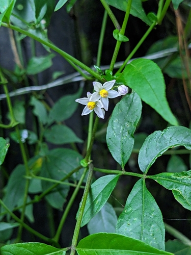 Solanum appendiculatum, photograph 5