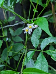 Solanum appendiculatum, photograph author not stated, no rights reserved