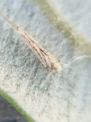 Stegommata sulfuratella