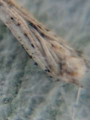 Stegommata sulfuratella