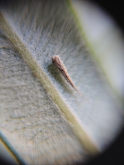 Stegommata sulfuratella