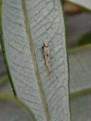 Stegommata sulfuratella