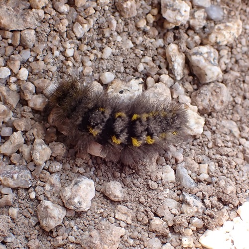 Ross' Tussock Moth photo 4
