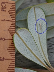 Stegommata sulfuratella