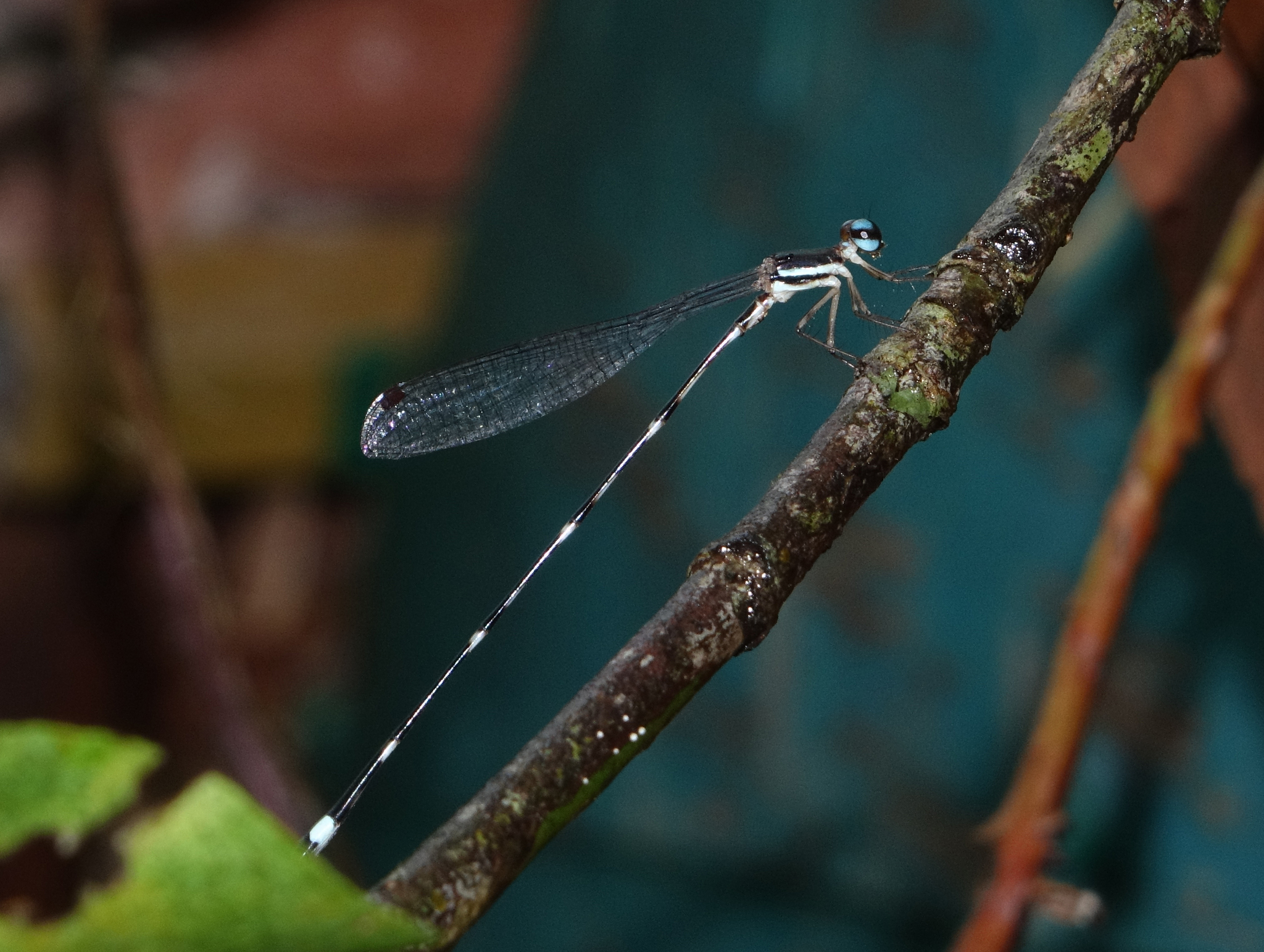 Red-Spot Shadowdamsel