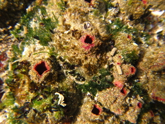 Pyura
