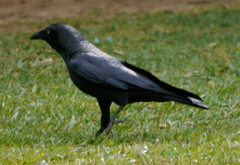 Corvus orru cecilae