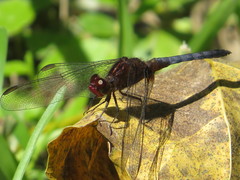 Erythrodiplax melanorubra