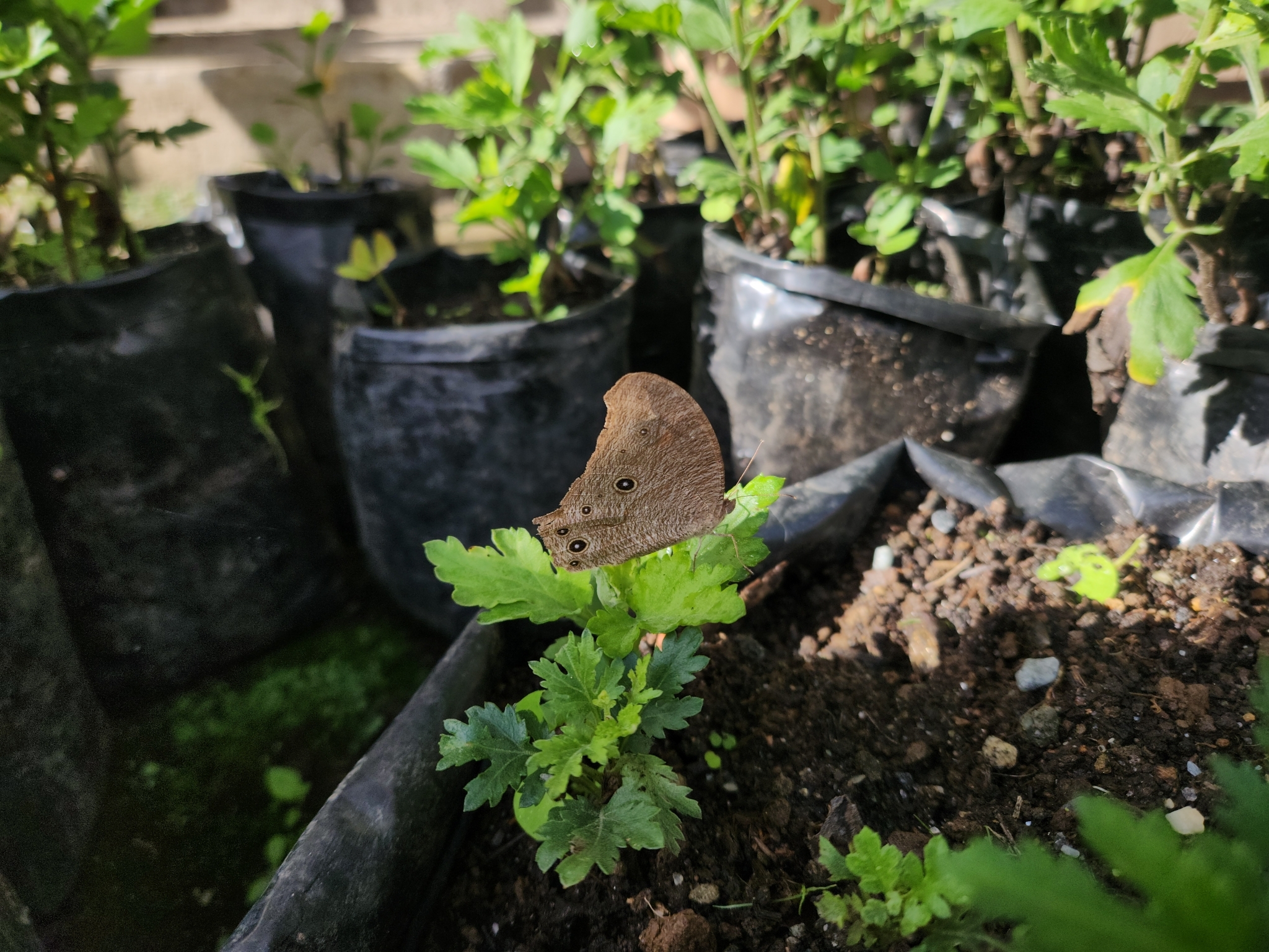 Common Evening Brown