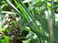 Micrathyria hypodidyma